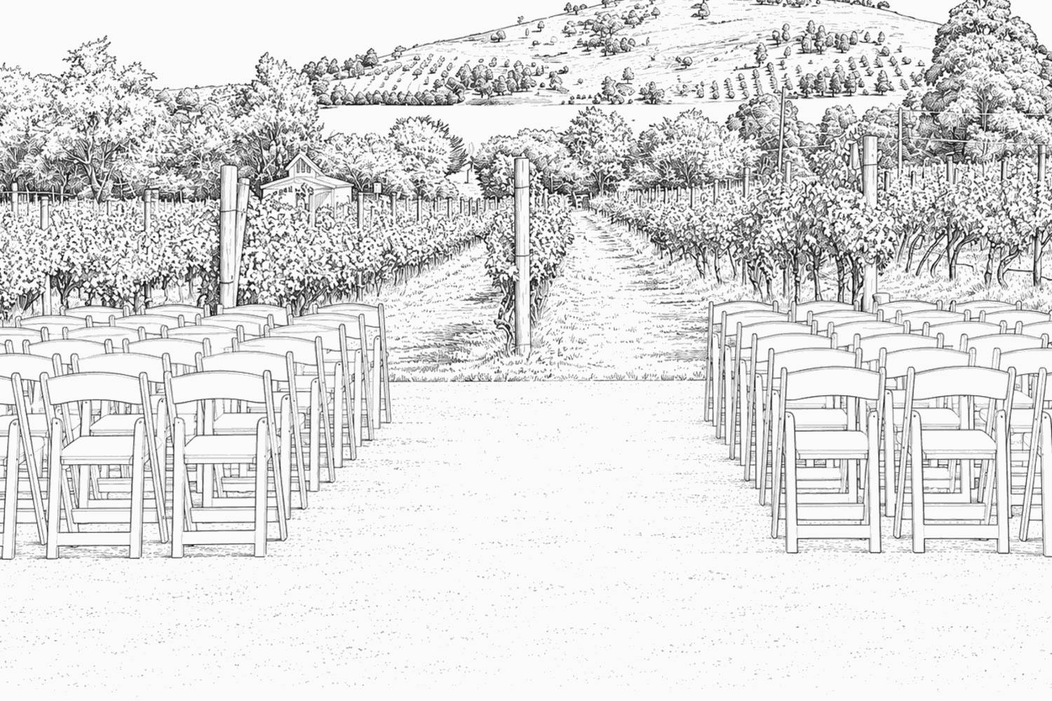 Illustration of the Fergusson Winery vines
